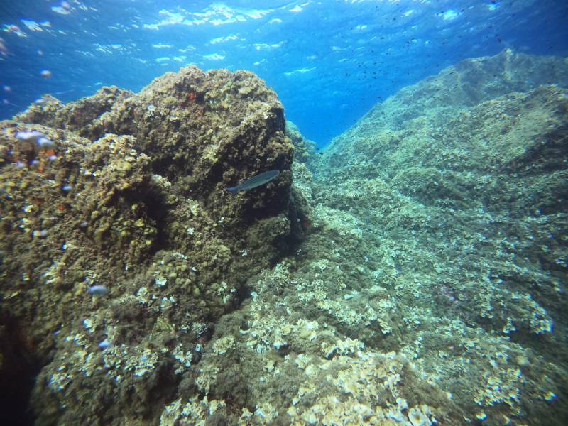 Stage de plongée pour enfant à partir de 8 ans à Bormes-les-Mimosas, Var