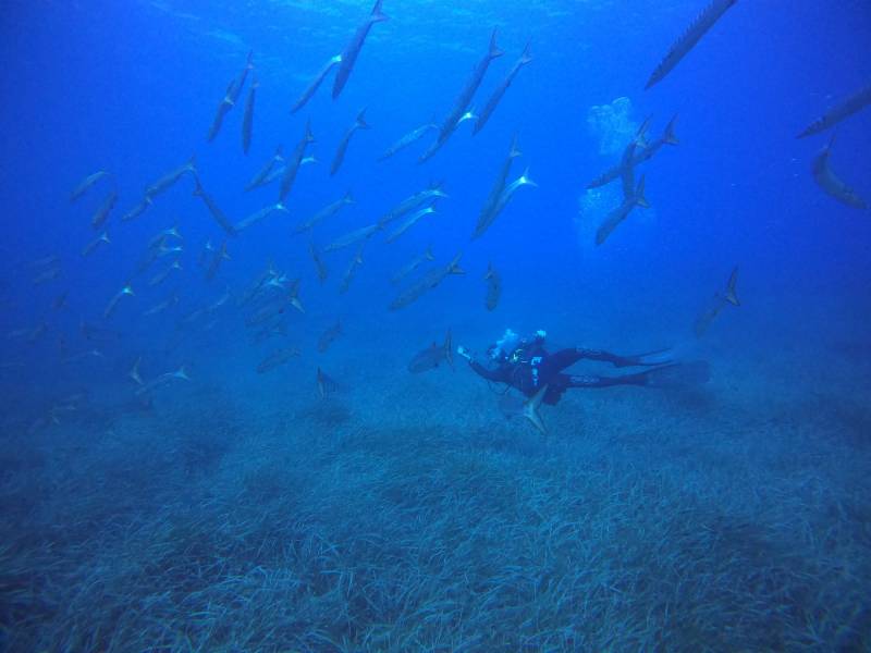 plongée privilège bormes la londe lavandou