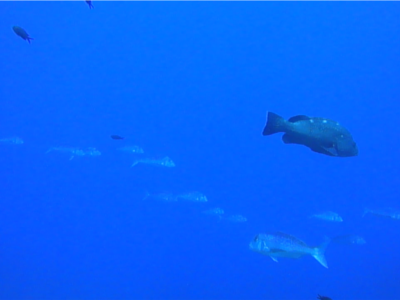 Plonger en famille ou entre amis à Bormes les Mimosas dans le Var en privatisant le bateau