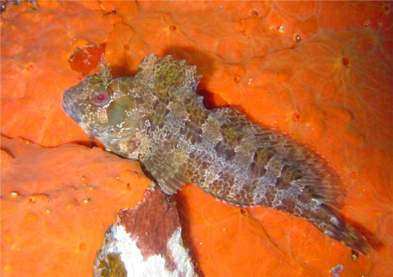 Stage de plongée pour enfant à partir de 8 ans à Bormes-les-Mimosas, Var