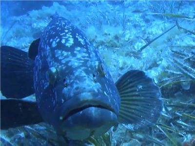 Plonger en famille ou entre amis à Bormes les Mimosas dans le Var en privatisant le bateau