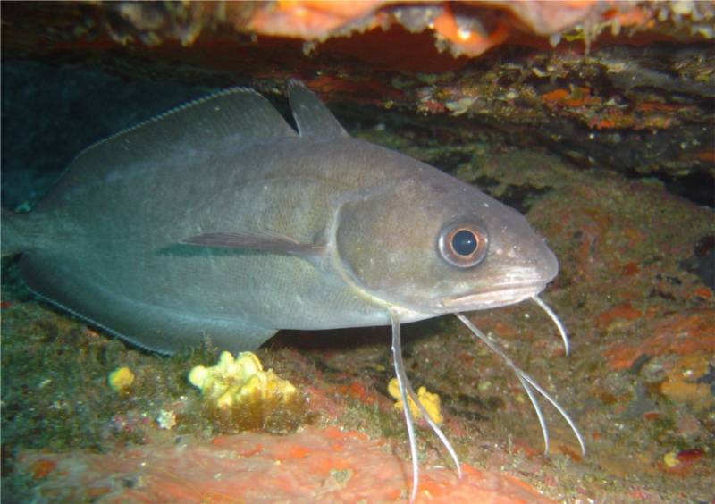 Profitez des longs week-end du mois de mai pour passer votre niveau 1 de plongée à Bormes-les-Mimosas, près de La Londe-les-Maures et du Lavandou