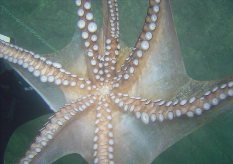 Passer le niveau 1 de plongée pendant vos vacances d'été à Bormes, près de La Londe - Le Lavandou