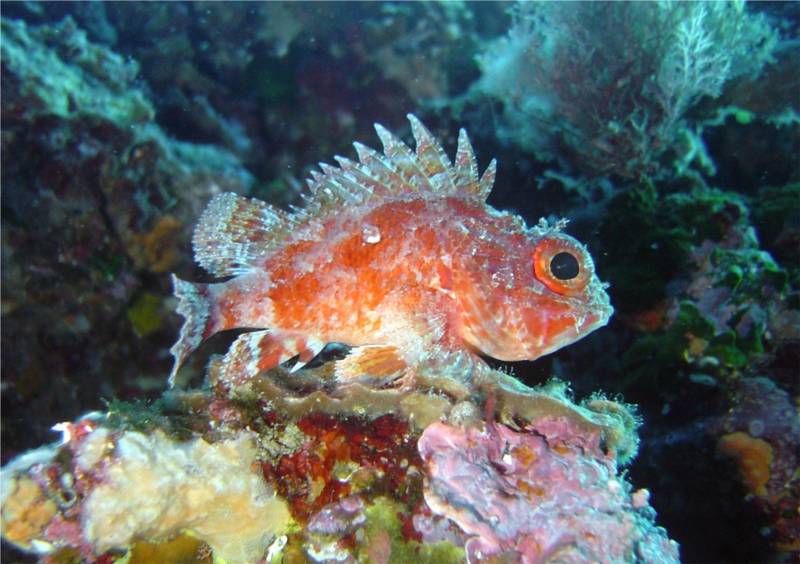Réserver un stage de plongée ANMP en petit comité au Lavandou