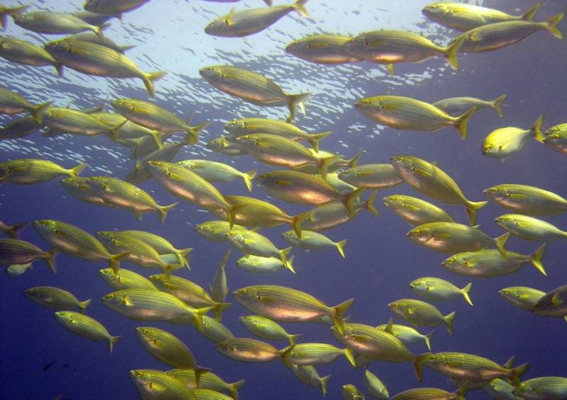 Réserver une randonnée palmée au Lavandou pour explorer les fonds marins en famille ou entre amis