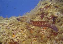 Notre zone d'activité pour ce service Centre de plongée offrant formations et baptêmes pour débutants avec moniteurs expérimentés et matériel récent à