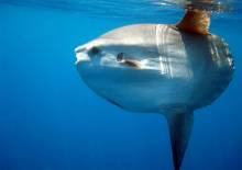 Notre zone d'activité pour ce service Tarif pour une plongée débutant avec encadrement personnalisé et sortie en petit comité pour une sécurité optimale à