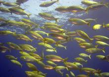 Nos prestations sur le secteur de La Londe-les-Maures près du Lavandou